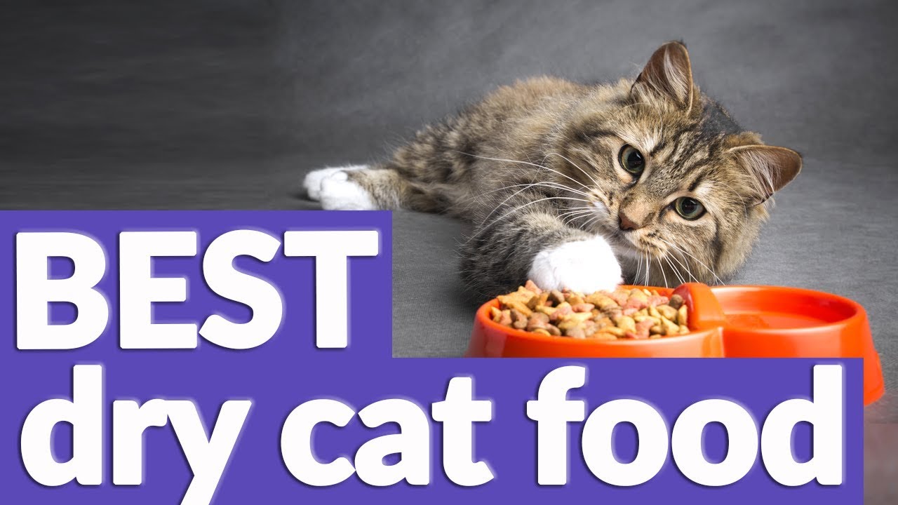 Best Dry Foods for Cats