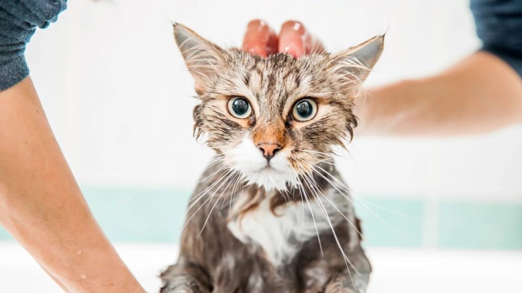 How to Bathe a Cat: A Step-by-Step Guide