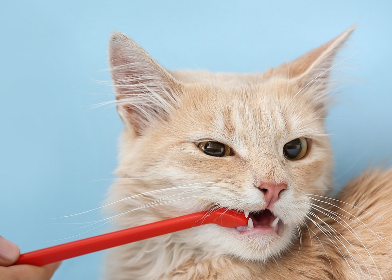 how to keep cats teeth clean