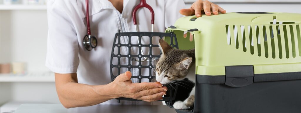 Kidney Disease in Cats: Causes, Symptoms, and Treatment Options