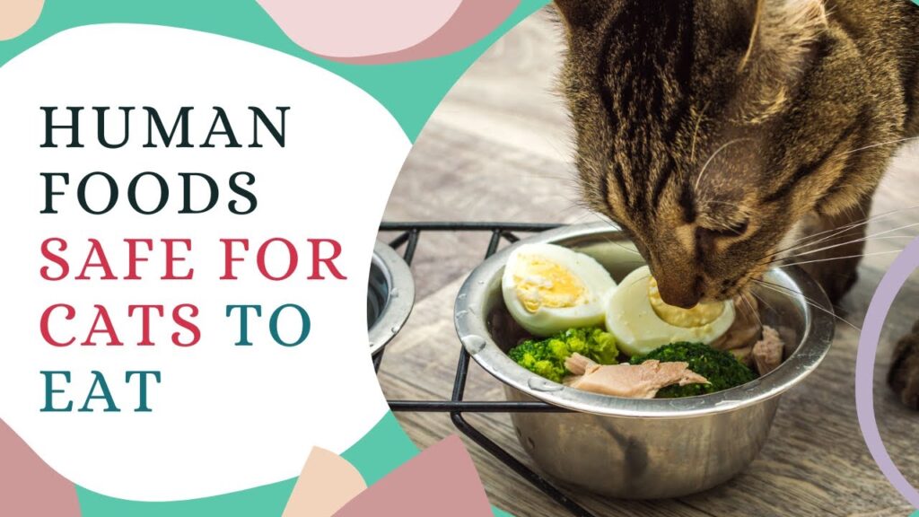 What Human Food Can Cats Eat Every Day?