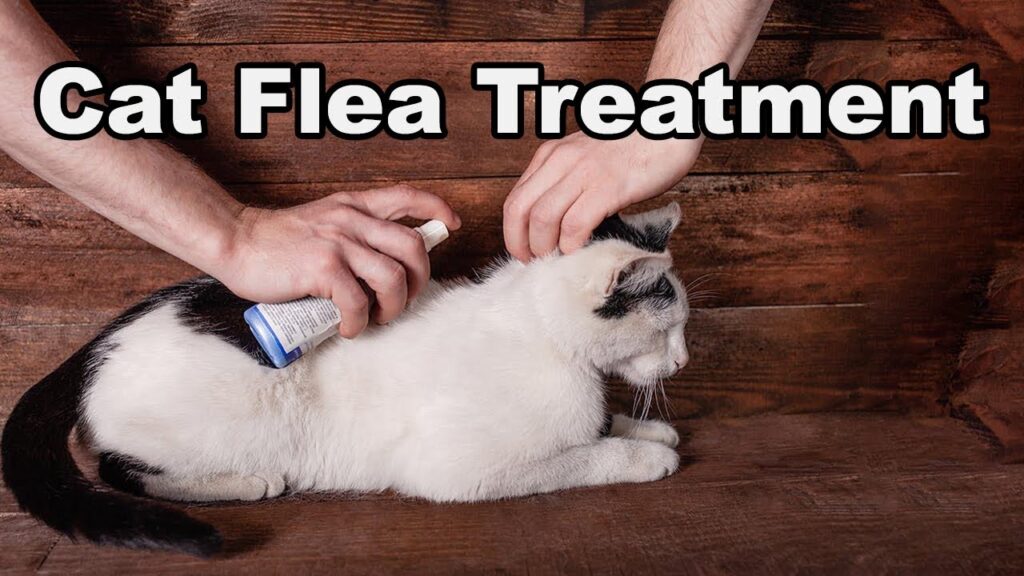 Best Cat Flea Treatment