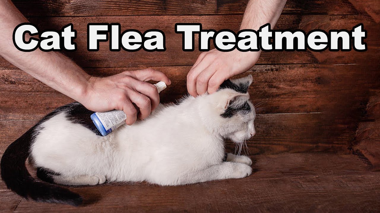 Best Cat Flea Treatment