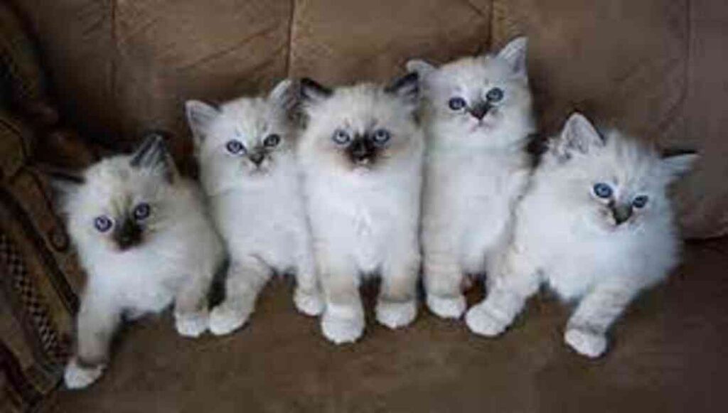 Breeding Ragdoll Kittens for Sale