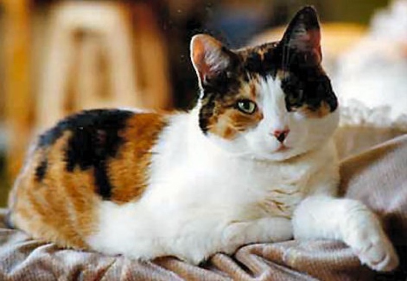 Calico Cat Species