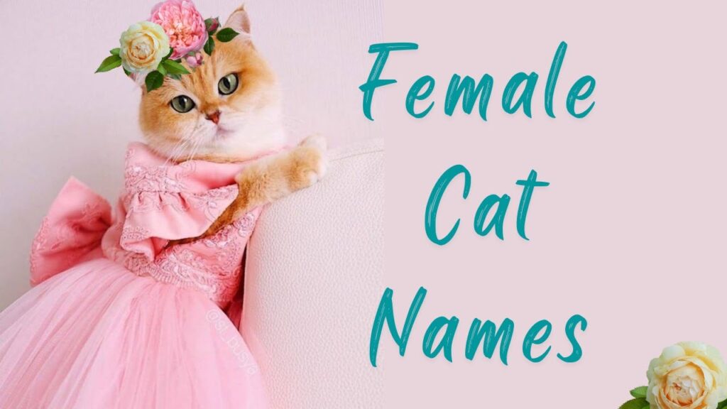 Female Cat Names
