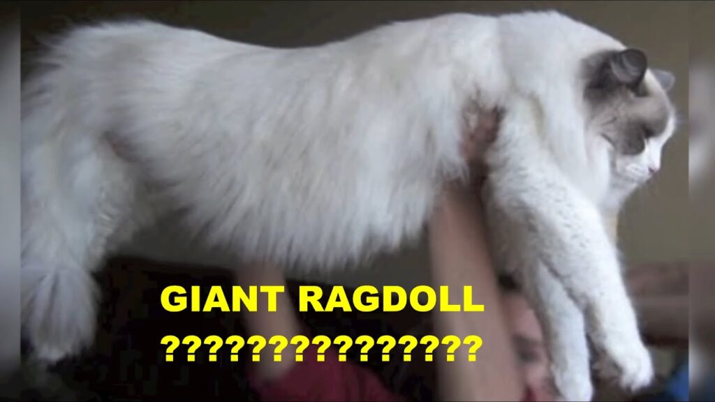 Guide to Finding a Ragdoll Cat Breeder