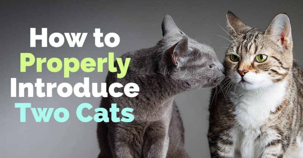 How to Introduce a Cat to a Cat