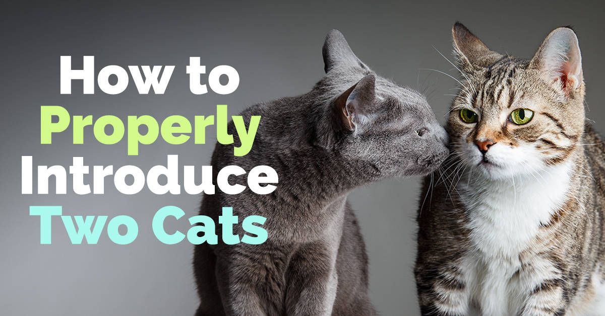 How to Introduce a Cat to a Cat