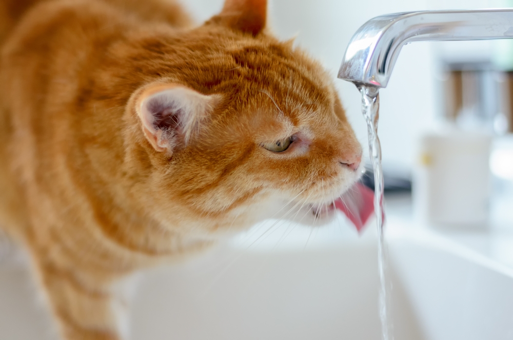 How to Keep Your Cat Hydrated