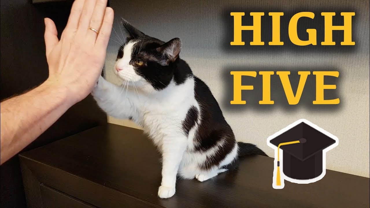 How to Train Your Cat to High-Five