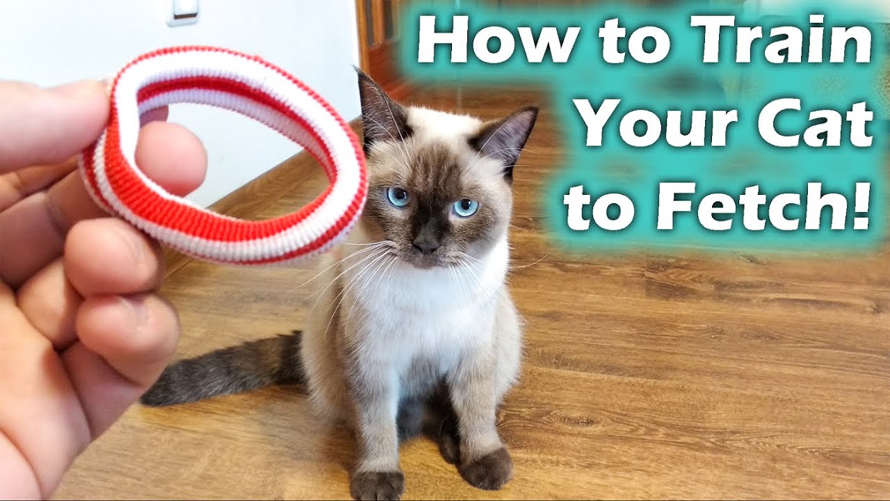 How to Train a Cat to Sit