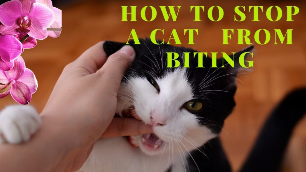 How to stop a cat from biting