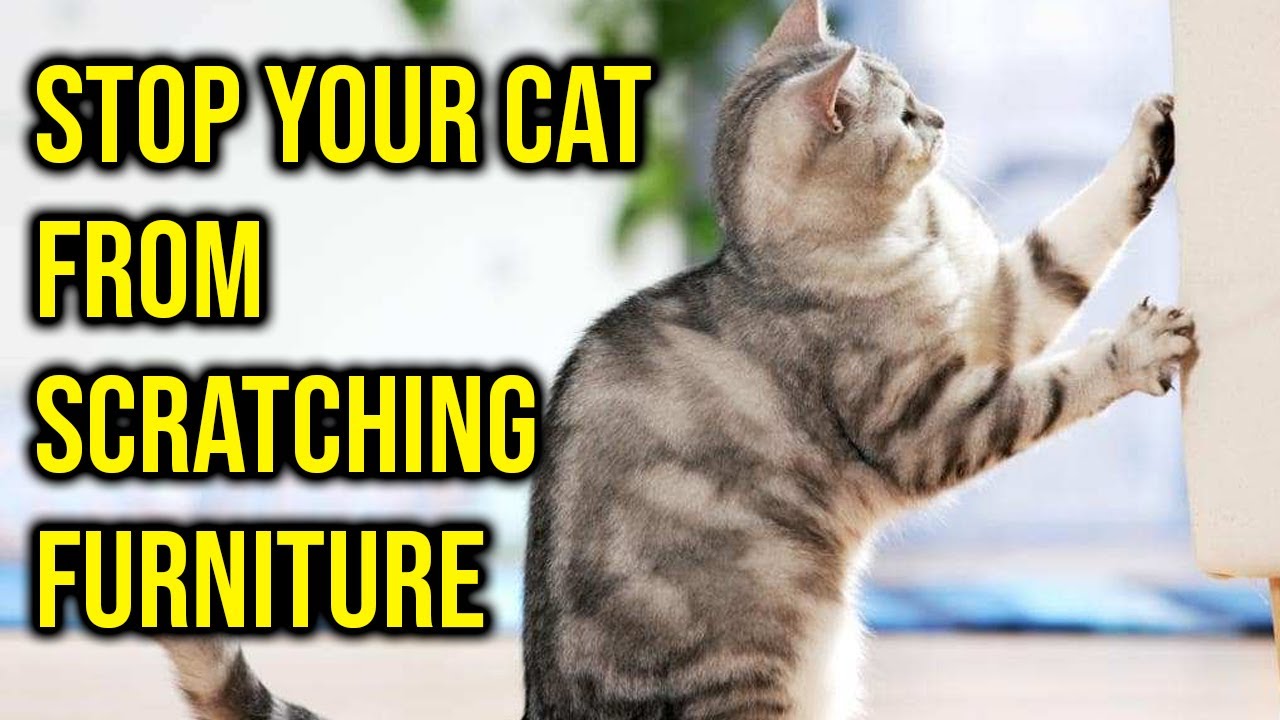 How to stop a cat from scratching the couch