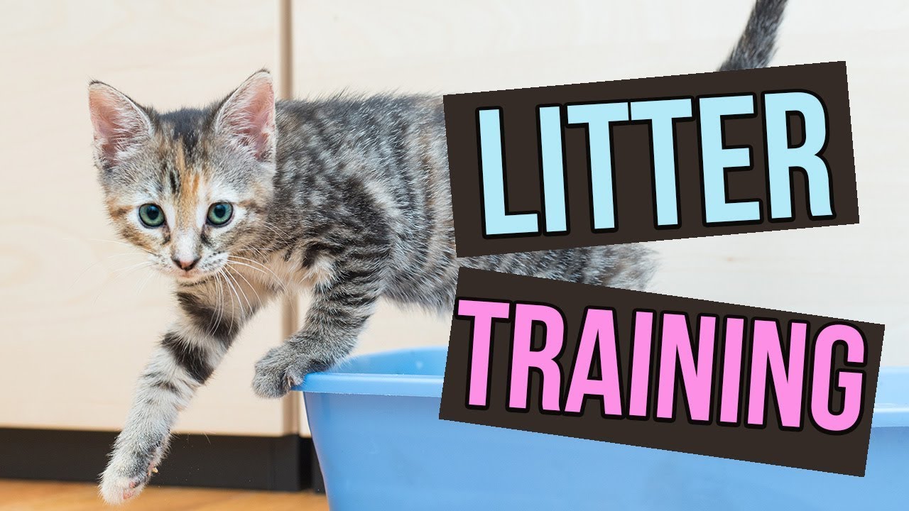 How to train a cat to use a litter box