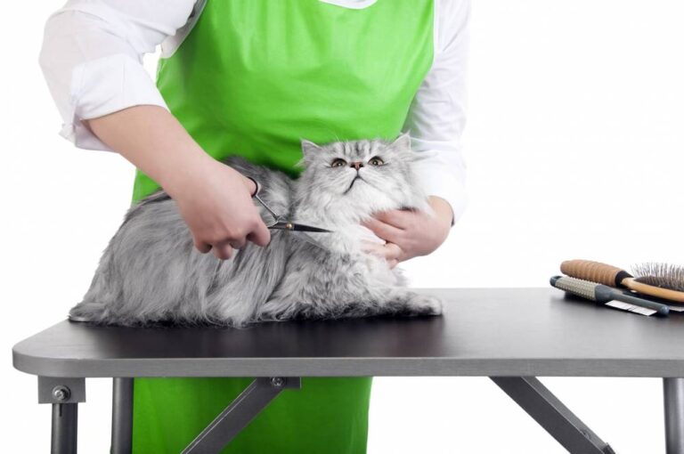 Professional Cat Groomers What They Do & How to Find the Best One