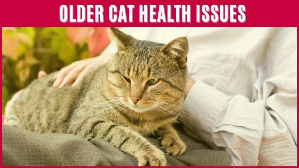 Senior cat care