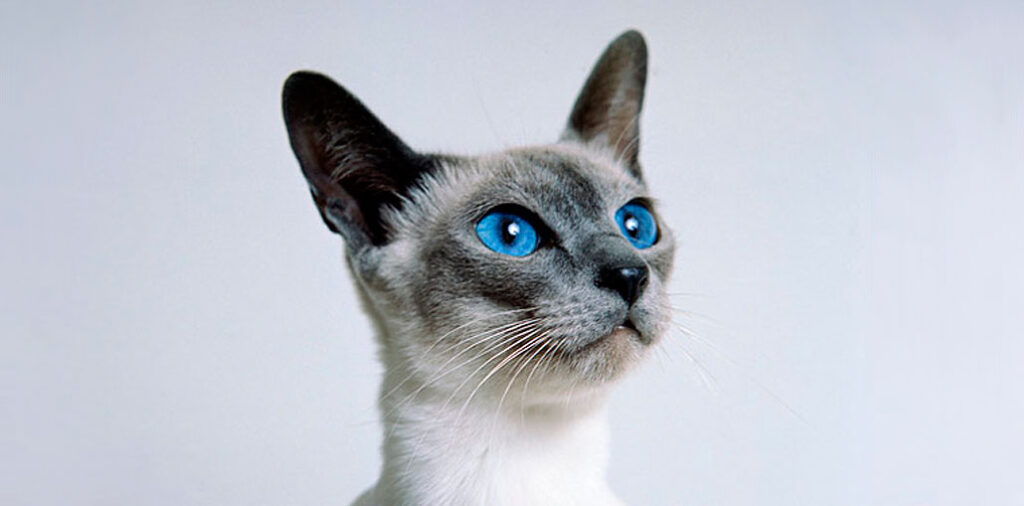 The Enchanting World of Siamese Cats: History, Personality, Care, and More