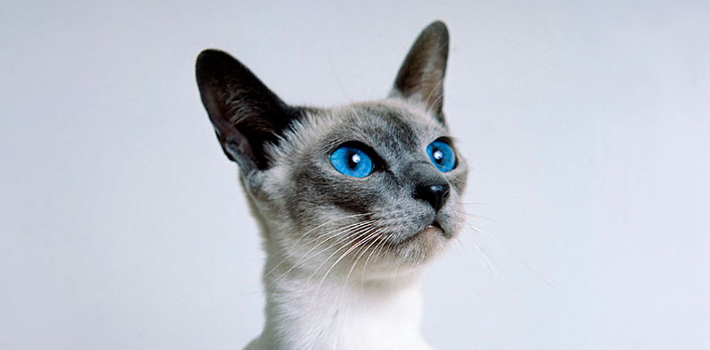 The Enchanting World of Siamese Cats: History, Personality, Care, and More