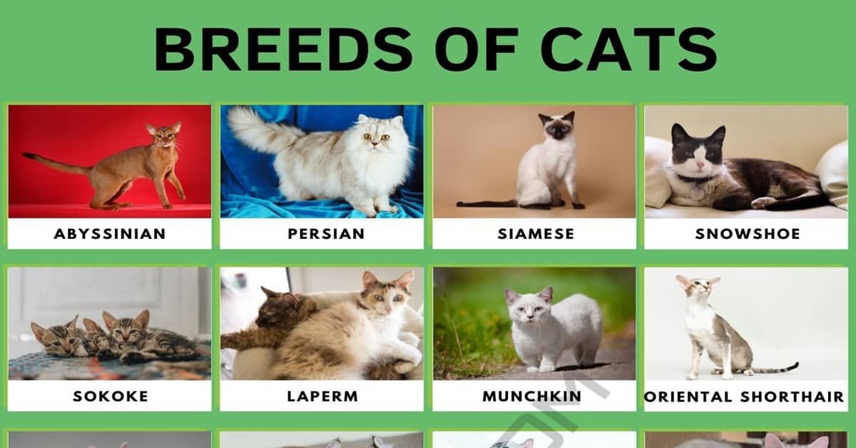 The Ultimate Guide to Cat Breeds