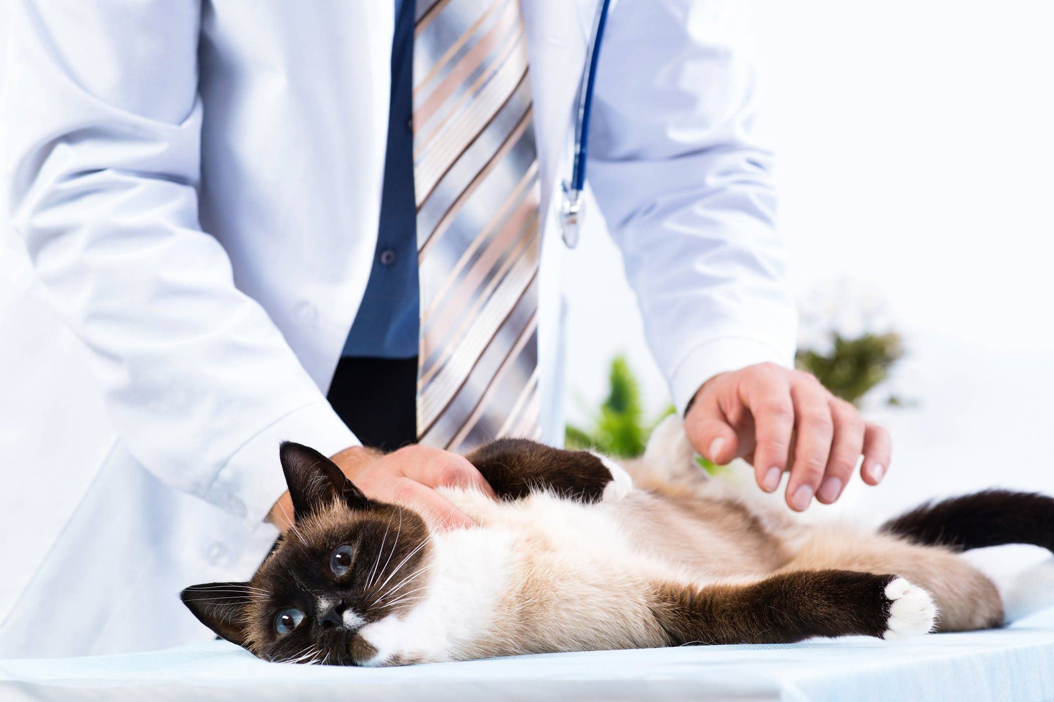 Understanding Cat Insurance