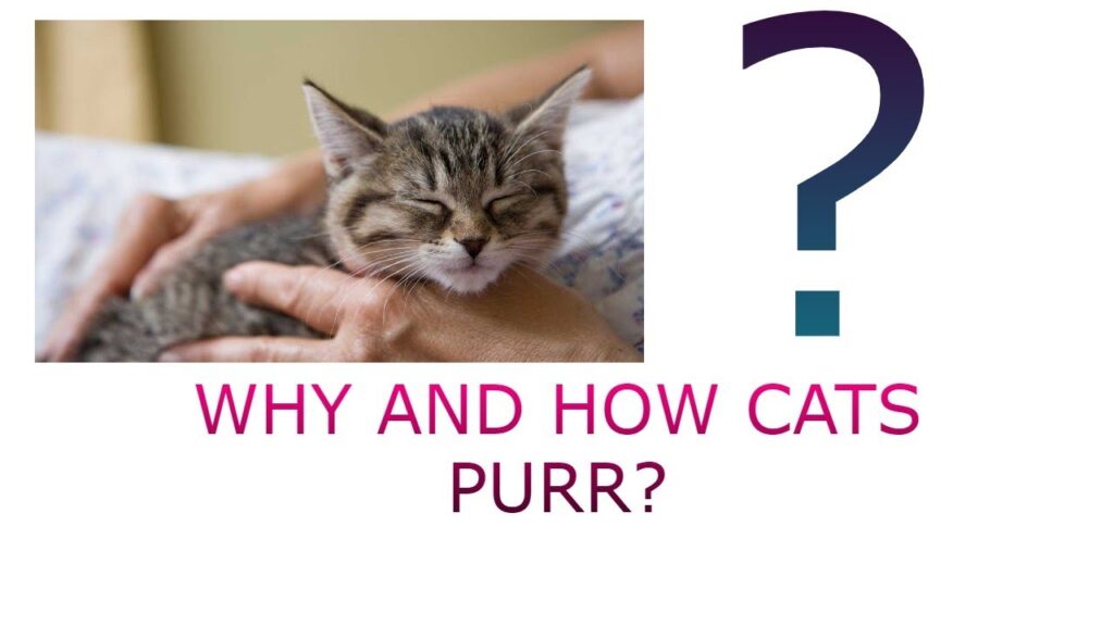 Why Do Cats Purr? The Science, Benefits, and Mysteries Behind Feline Purring