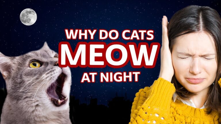 Why Does My Cat Meow at Night?