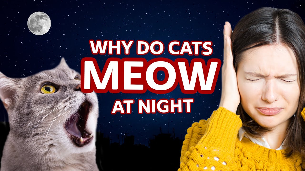 Why Does My Cat Meow at Night?