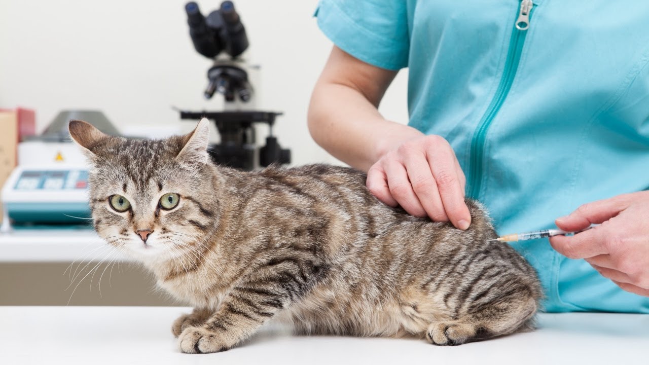 Cat Vaccination
