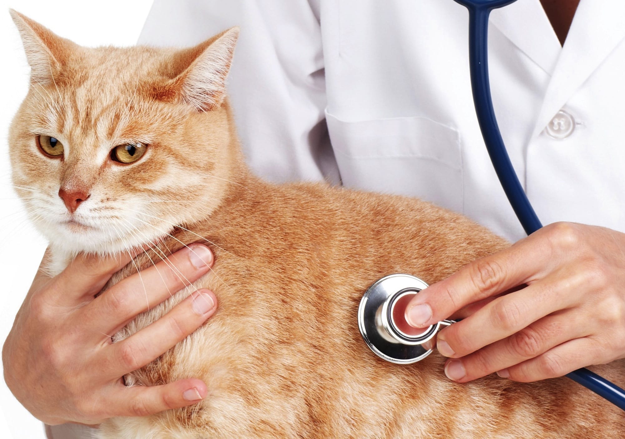 Pet Insurance Unveiled