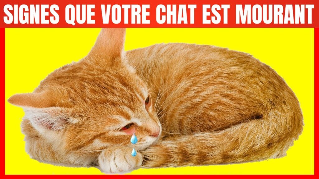 signs that a cat is dying