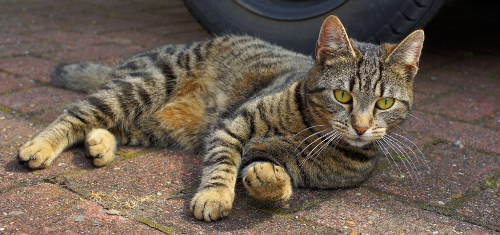 tabby cat
