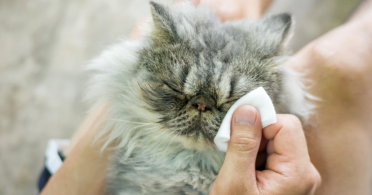 A cat enjoys a gentle cleanup with hypoallergenic wipes, staying fresh and dander-free.