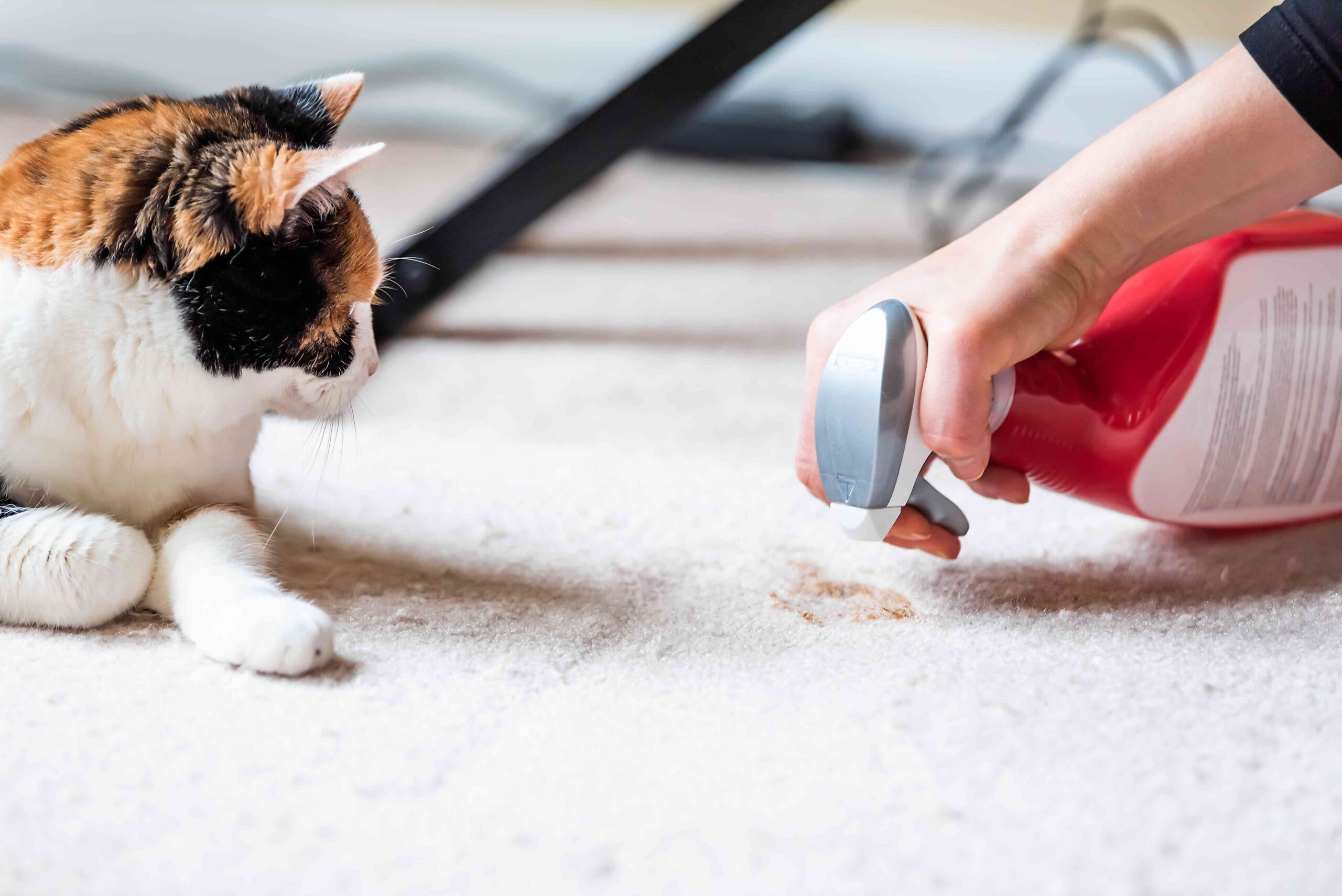 A cat’s glossy coat shines after using hypoallergenic wipes, free of dander and dirt.