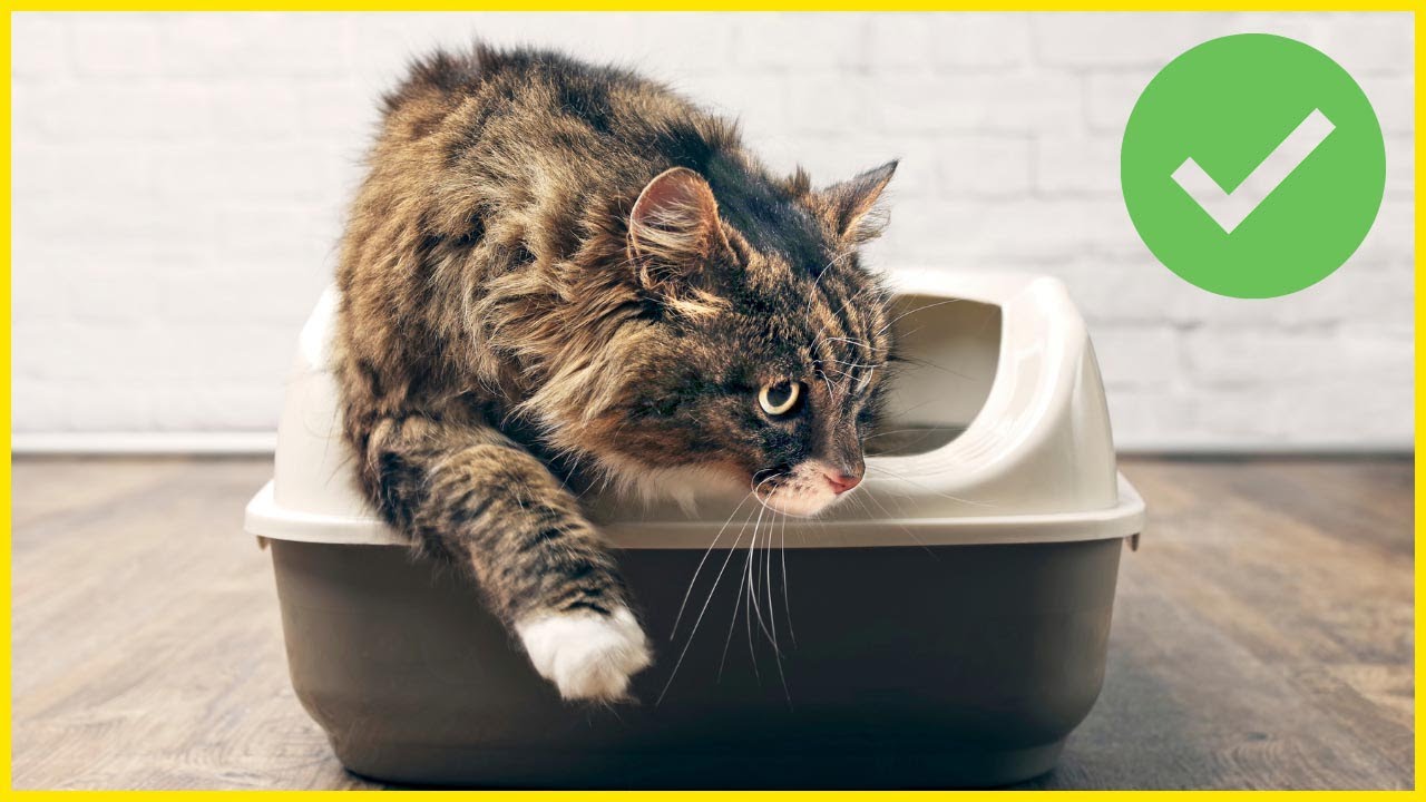 How to Help a Constipated Cat Poop