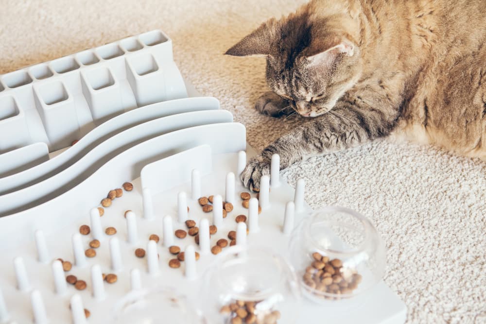 Playful Cat with Treat