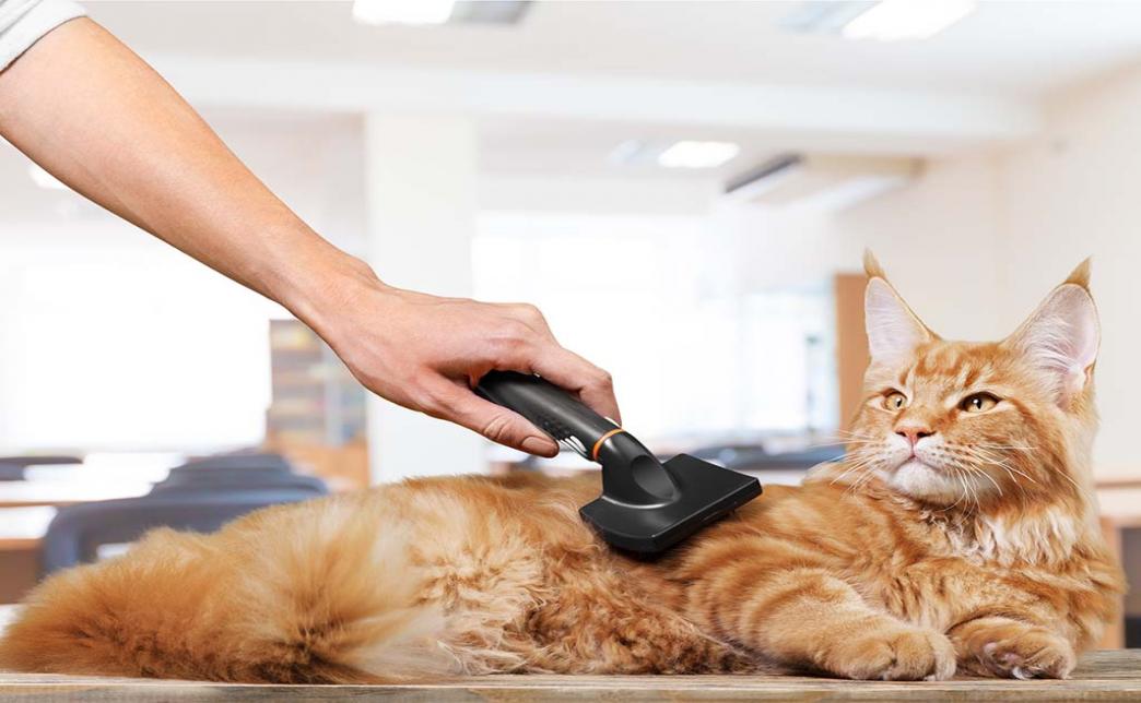 Relaxed Cat During Grooming